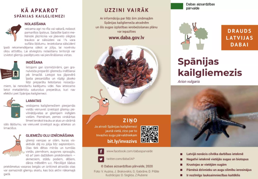 pamaciba kailgliemezi
