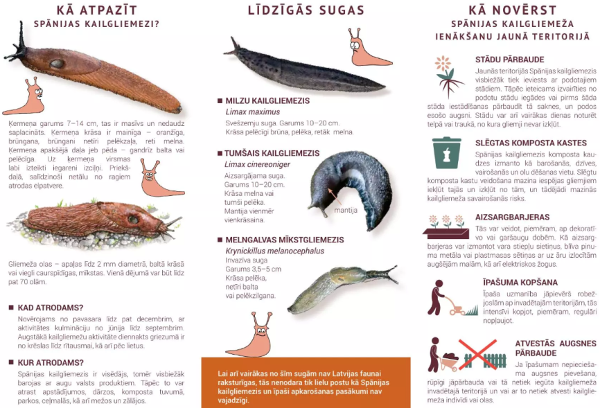pamaciba kailgliemezi2