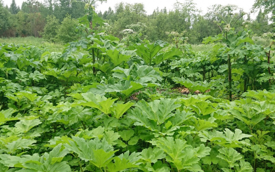 Uzsāk latvāņu apkarošanu