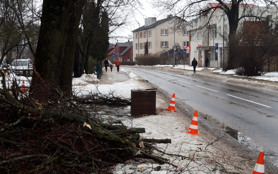 Kuldīgā tiek kopti koki