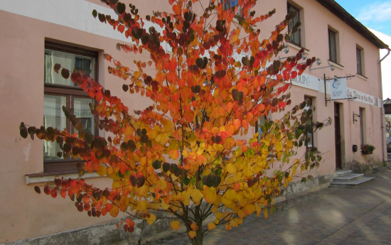 Koku lapas sāk krāsoties