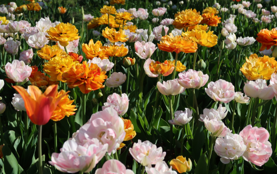 Zied tulpes Kuldīgā!