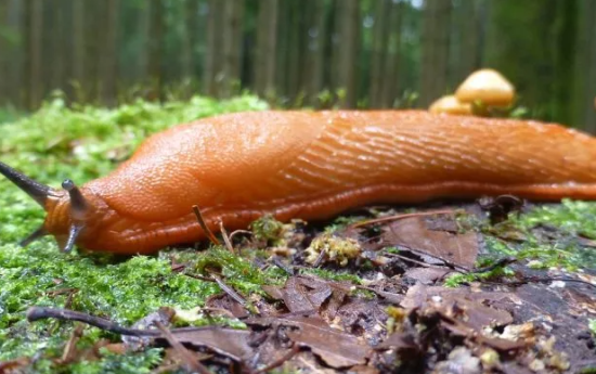 Kā ierobežot Spānijas kailgliemeža izplatīšanos