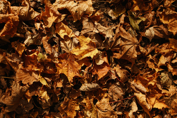Ko darīt ar nokritušajām rudens lapām