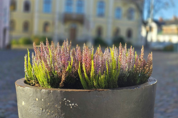 Stāda viršus, vāc nobirušās lapas - sākušies rudens darbi