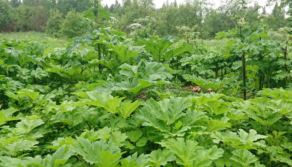 Uzsāk latvāņu apkarošanu