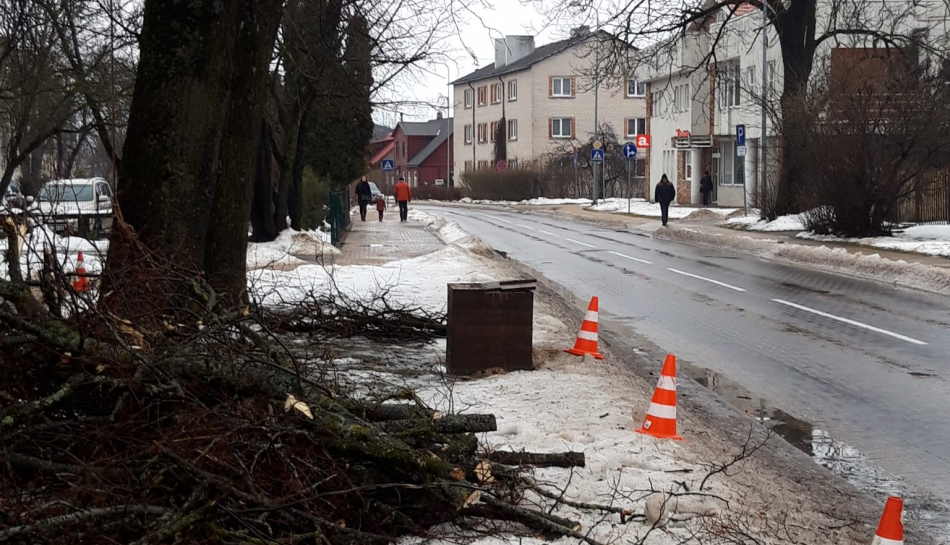 Kuldīgā tiek kopti koki