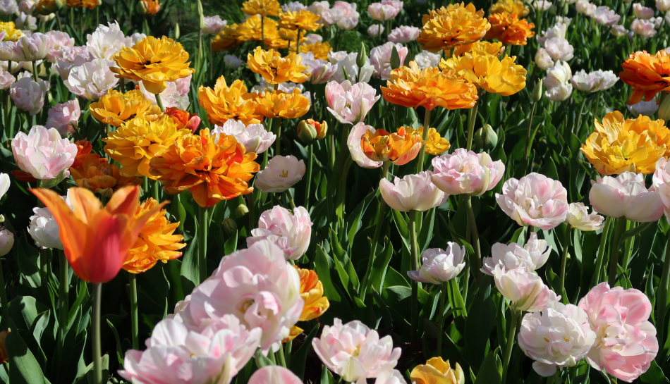 Zied tulpes Kuldīgā!
