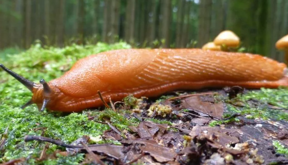 Kā ierobežot Spānijas kailgliemeža izplatīšanos